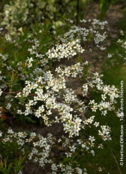SPIRAEA thunbergii