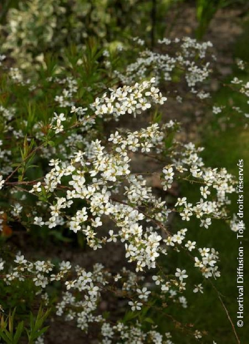 SPIRAEA thunbergii
