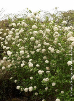 VIBURNUM CARLCEPHALUM