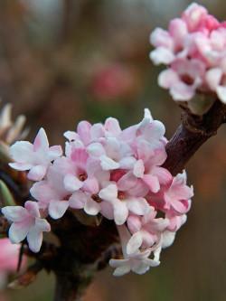 VIBURNUM BODNANTENSE DAWN