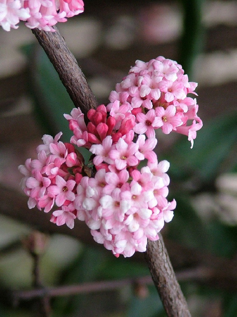 VIBURNUM BODNANTENSE DAWN