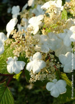 VIBURNUM plicatum LANARTH
