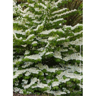 VIBURNUM plicatum LANARTH
