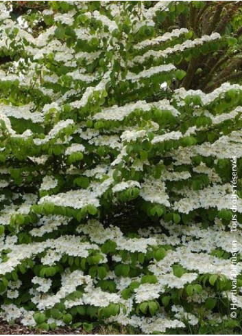 VIBURNUM plicatum LANARTH