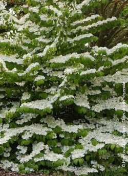 VIBURNUM plicatum LANARTH