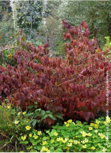 VIBURNUM plicatum LANARTH