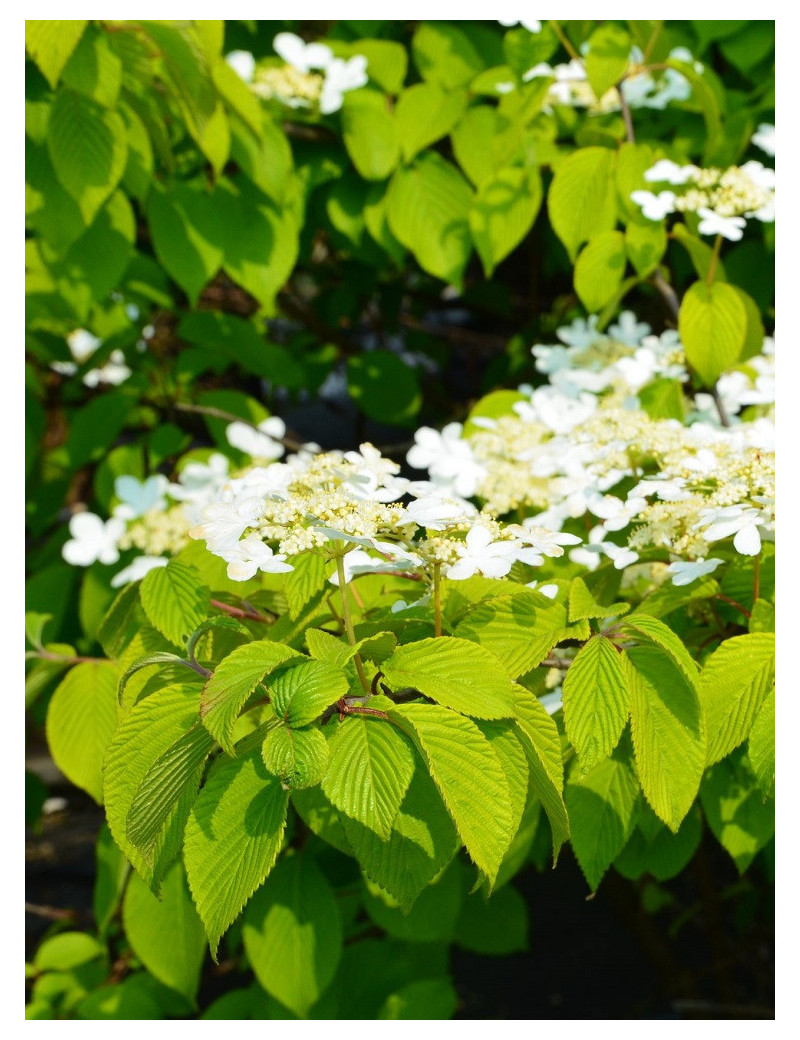 VIBURNUM plicatum LANARTH VIBURNUM plicatum LANARTH