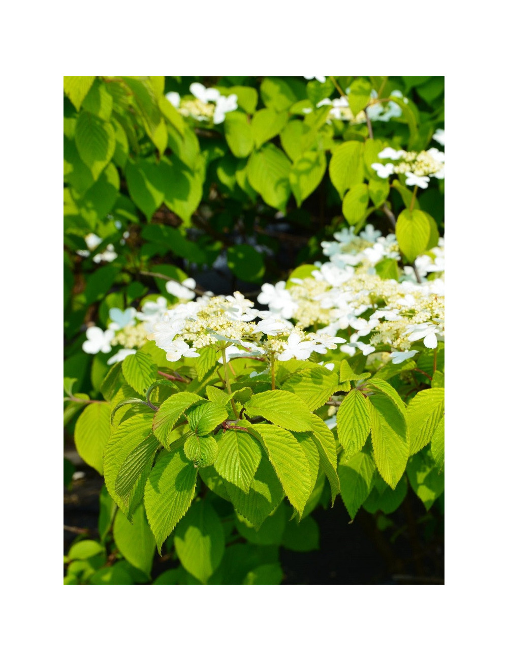 VIBURNUM plicatum LANARTH