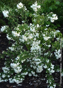 PHILADELPHUS SNOWBELLE