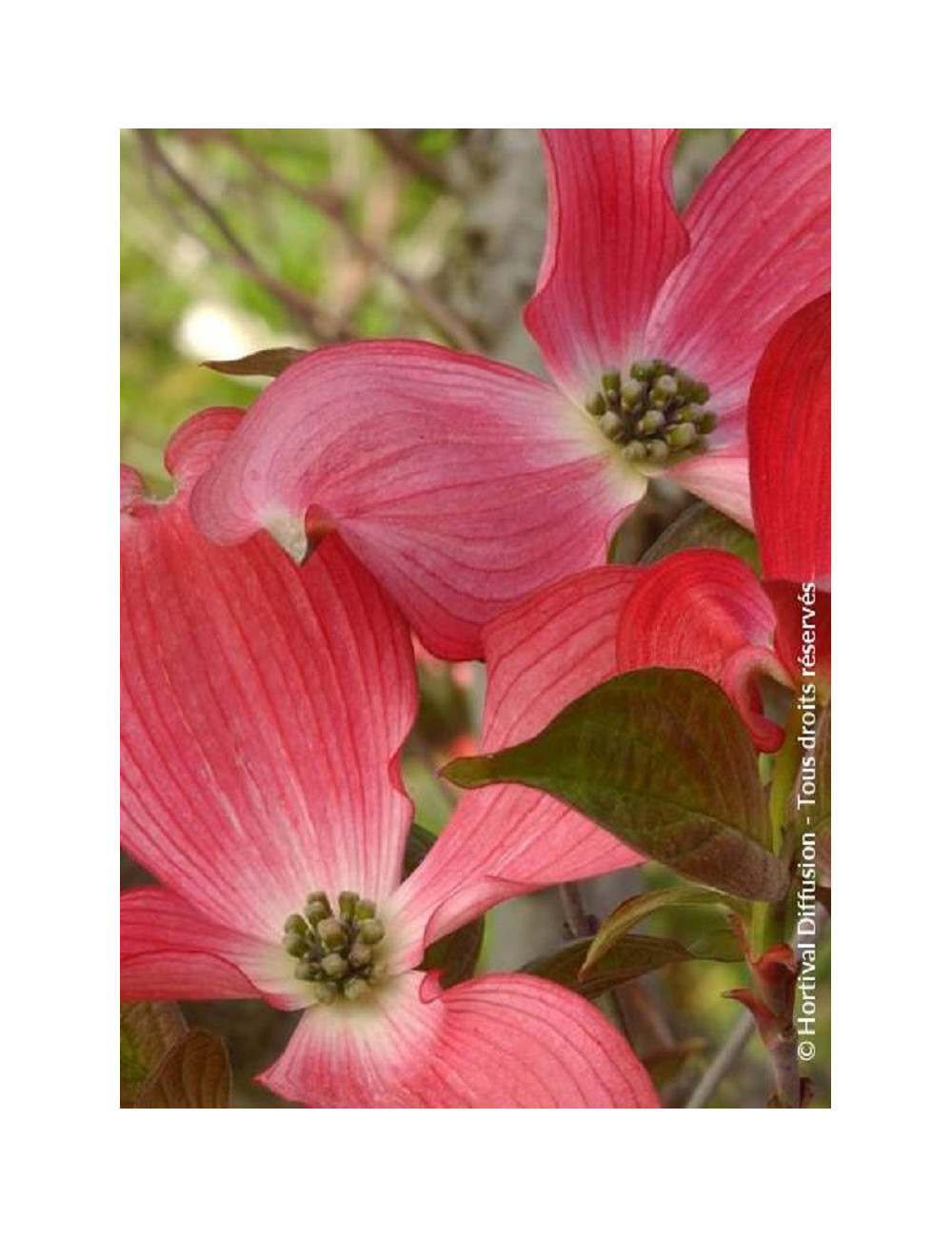 CORNUS florida RUBRA