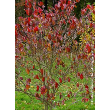 CORNUS florida RUBRA