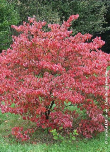 CORNUS florida RUBRA