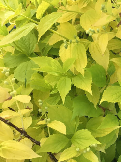 PHILADELPHUS coronarius AUREUS