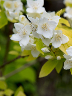 PHILADELPHUS coronarius AUREUS