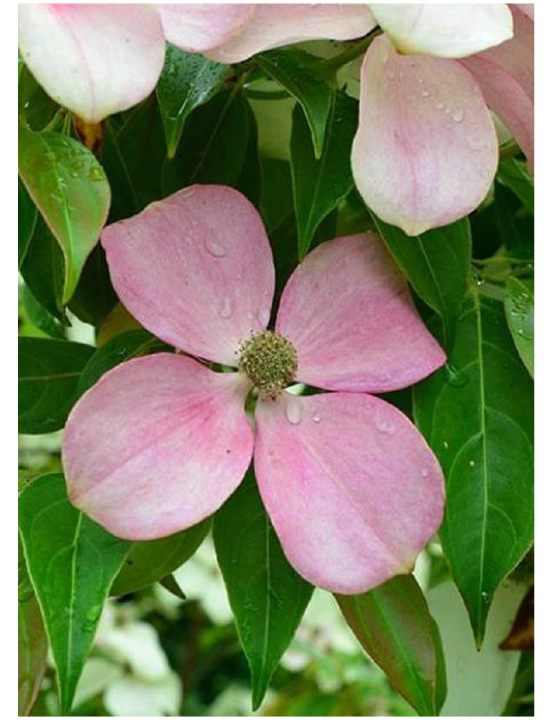 CORNUS hongkongensis PARC DE HAUTE BRETAGNE