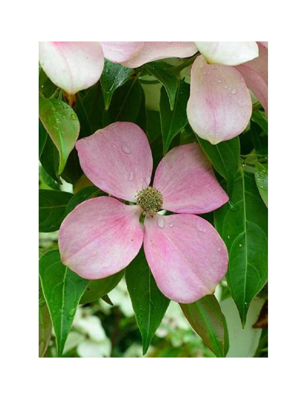 CORNUS hongkongensis PARC DE HAUTE BRETAGNE