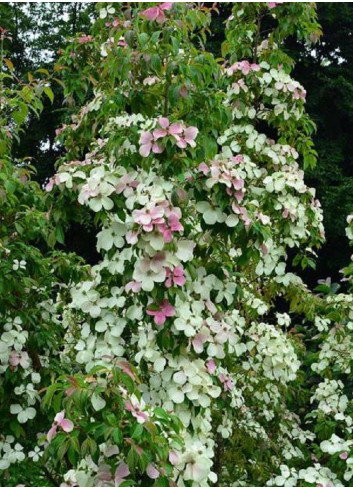 CORNUS hongkongensis PARC DE HAUTE BRETAGNE