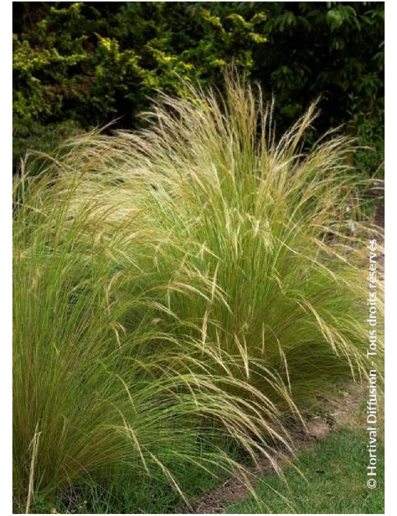 STIPA tenuifolia STIPA tenuifolia