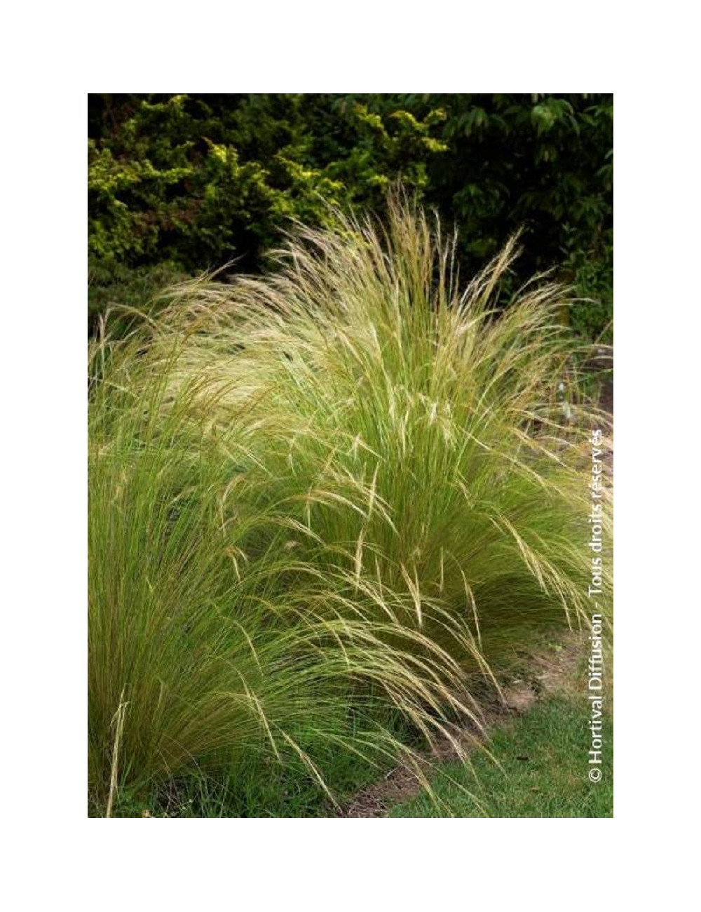 STIPA tenuifolia