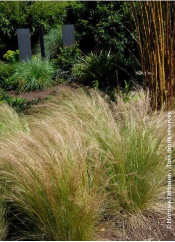 STIPA tenuifolia