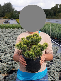 PINUS mugo WINTER GOLD En pot de 4-5 litres