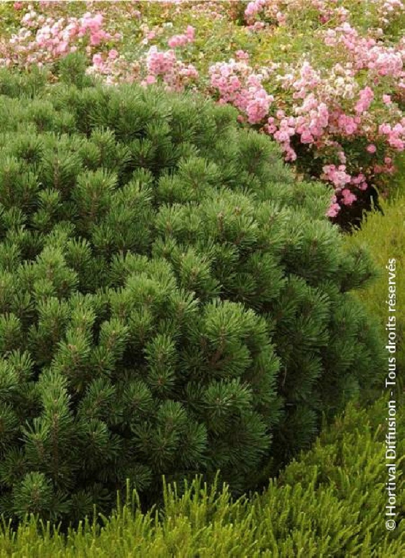 PINUS Mugo MOPS Pin Des Montagnes PINUS Mugo MOPS Pin Des Montagnes