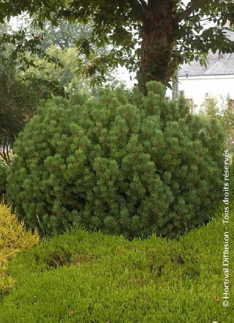 PINUS Mugo MOPS Pin Des Montagnes PINUS Mugo MOPS Pin Des Montagnes