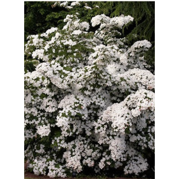 CORNUS kousa