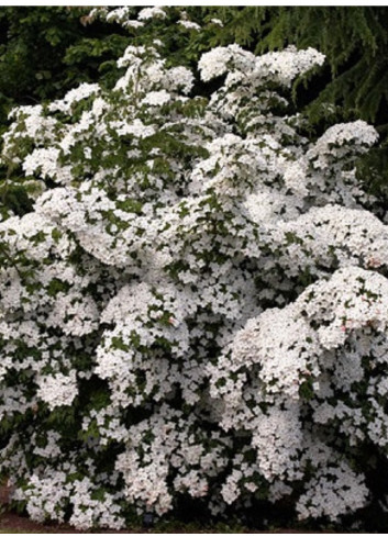 CORNUS kousa