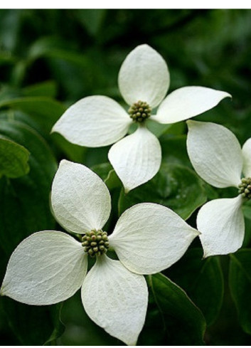 CORNUS kousa