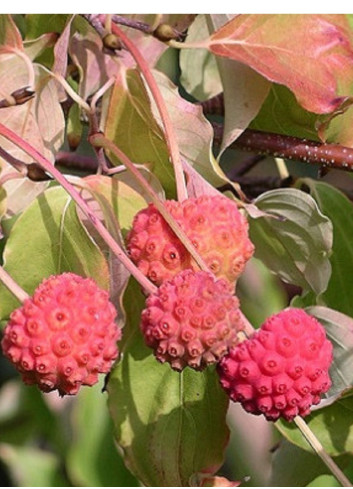 CORNUS kousa