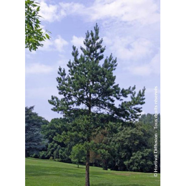 PINUS sylvestris