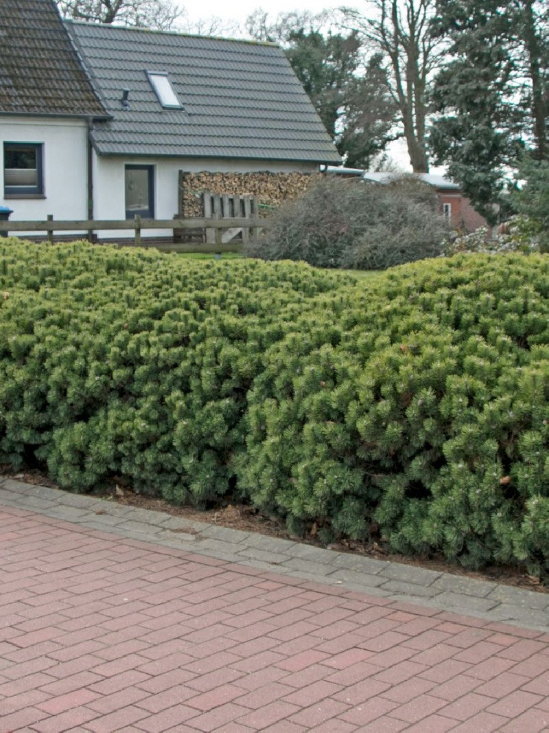 PINUS mugo var.mughus