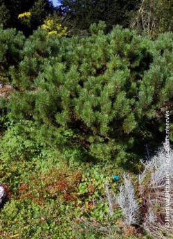 PINUS mugo var.mughus