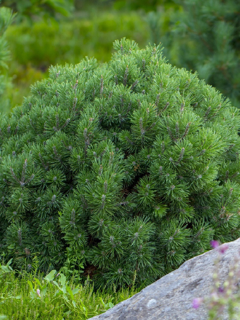 PINUS mugo var.pumilio