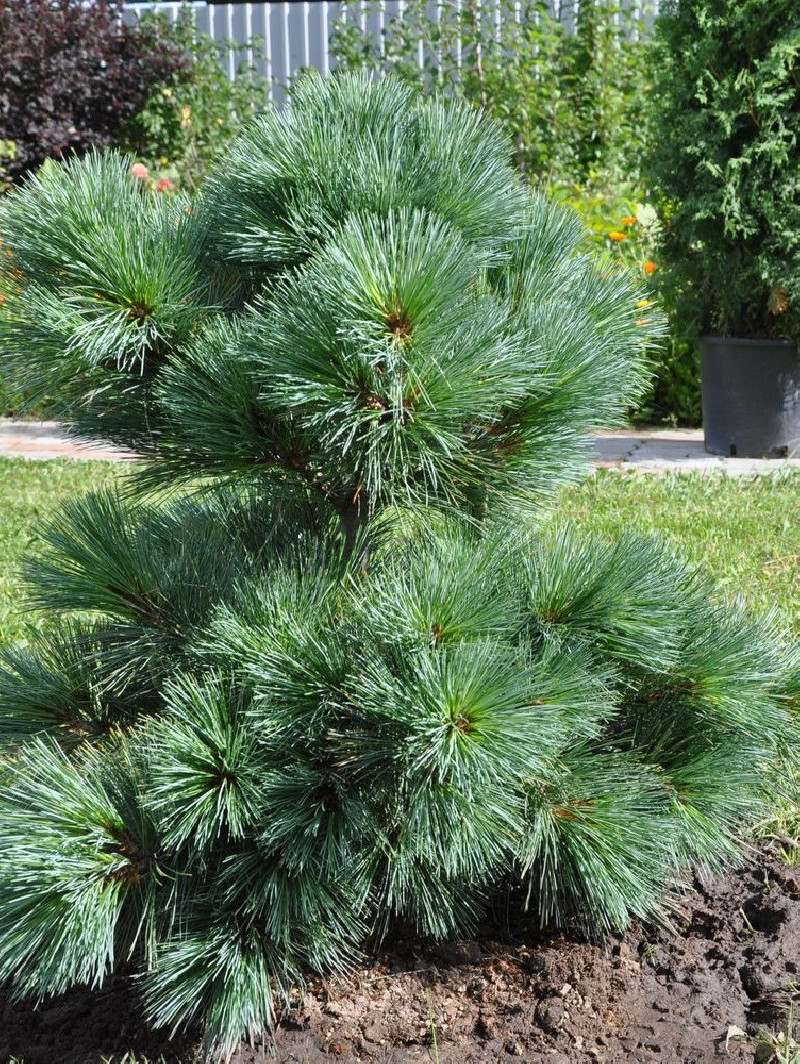 PINUS strobus RADIATA
