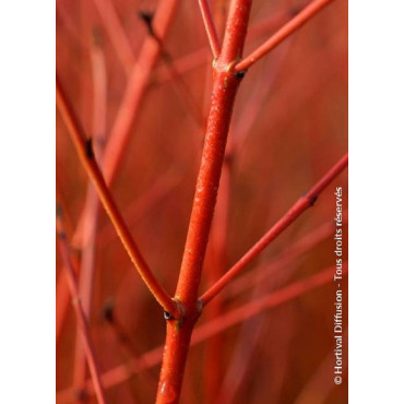 CORNUS sanguinea MIDWINTER FIRE