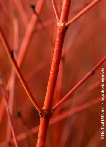 CORNUS sanguinea MIDWINTER FIRE