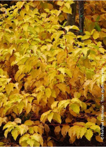 CORNUS sanguinea MIDWINTER FIRE