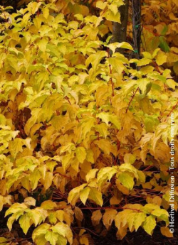 CORNUS sanguinea MIDWINTER FIRE