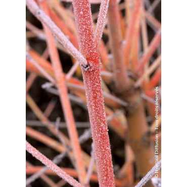 CORNUS sanguinea MIDWINTER FIRE