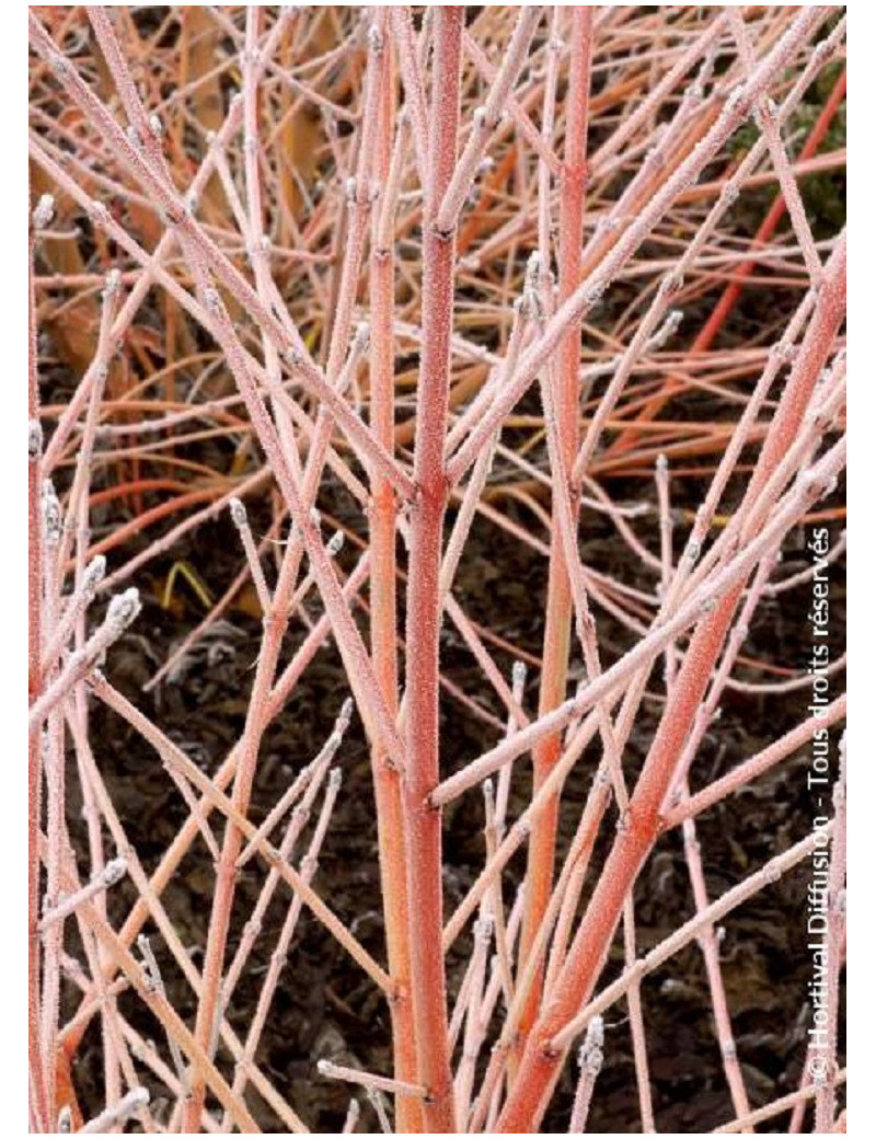 CORNUS sanguinea MIDWINTER FIRE