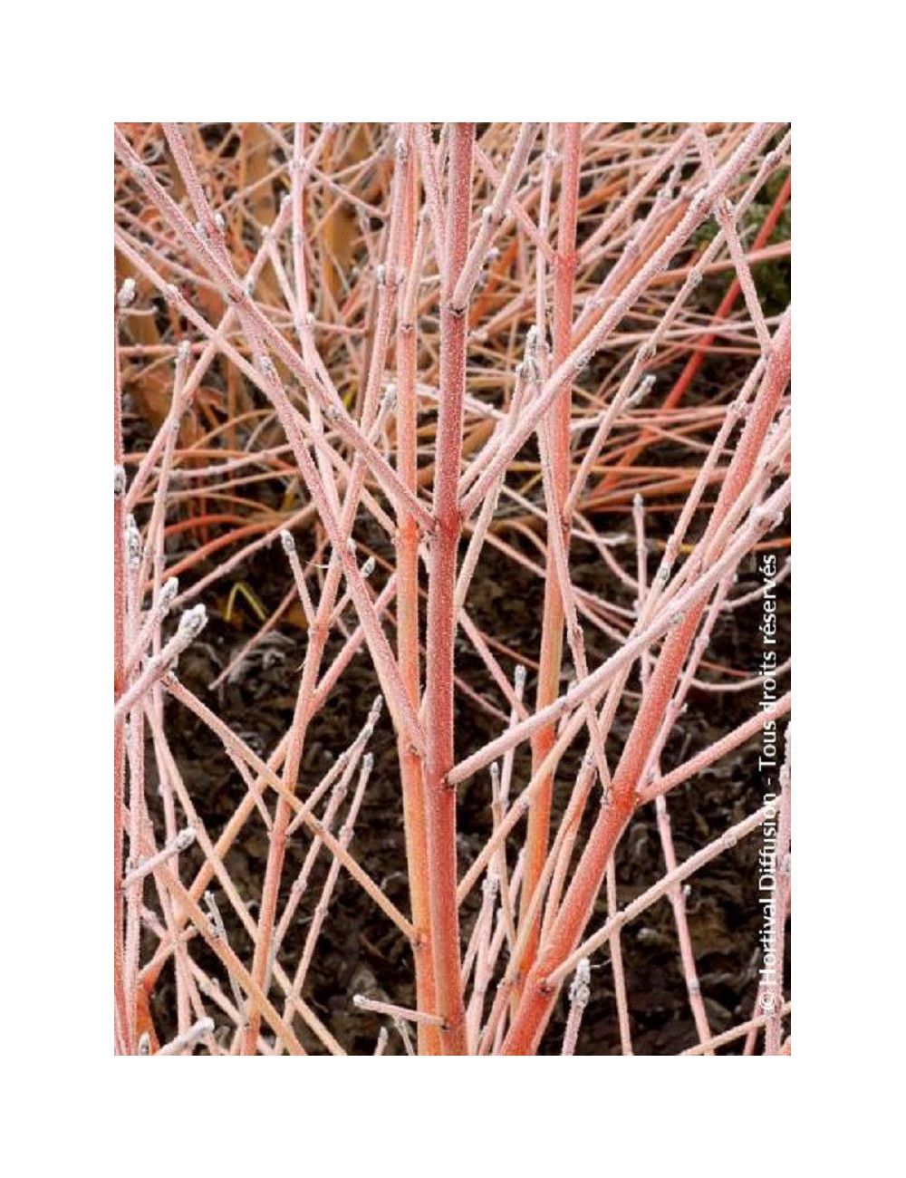 CORNUS sanguinea MIDWINTER FIRE