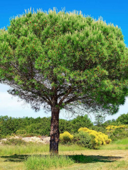 PINUS PINEA