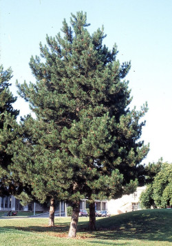 PINUS nigra ssp. nigra