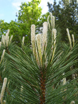 PINUS nigra ssp. nigra