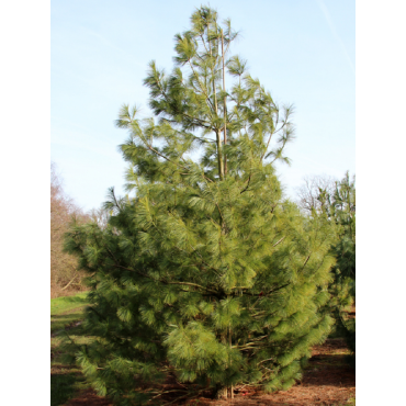 PINUS griffithii