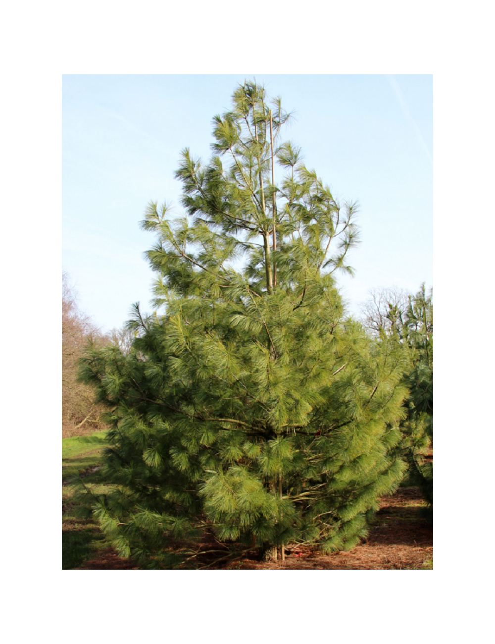 PINUS griffithii