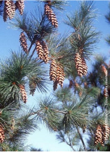 PINUS griffithii