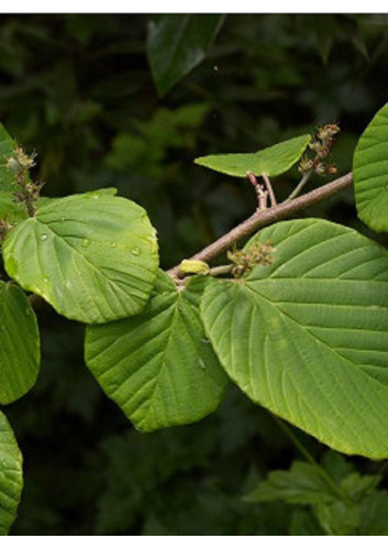 CORYLOPSIS pauciflora